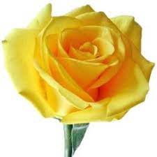 The Special Meaning Of A Yellow Rose Yellow Rose Flower Bulk Roses Flower Meanings
