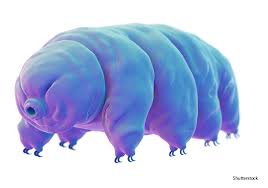 Image result for tardigrade