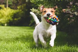 To change the status quo of traditional dog daycare and boarding. Dog Parks In Myrtle Beach Myrtlebeachhotels Com