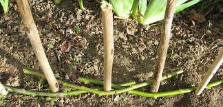 Check spelling or type a new query. Pruteny Plot Pre Domacich Majstrov Prutie Z Dosiek Konarov