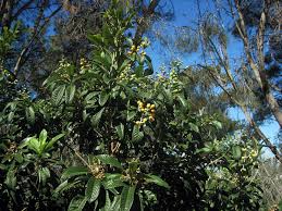 Image result for Eriobotrya