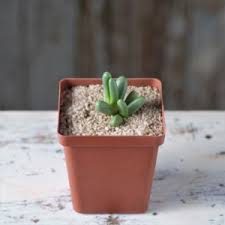 Image result for Raphionacme procumbens