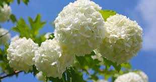Particolare la grandezza del fiore, che può arrivare ad avere anche 15 cm di diametro. Palla Di Neve La Pianta Che Protegge Dal Fegato Grasso Coohesion Com