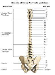 Back bone names lower back bones anatomy human anatomy diagram. Spinal Nerves Cervical Thoracic Lumbar Sacral Coccyxgeal