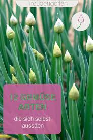 Sich Selbst Aussaendes Gemuse In 2020 Gemuse Anpflanzen Susskartoffeln Pflanzen Garten