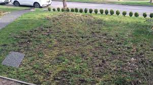 How To Stop Leatherjackets Ruining Your Lawn Cure Prevention