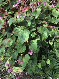 Image result for Rungia grandis