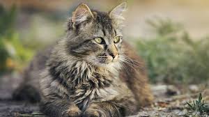 There is little information about the cucumber plant's potential toxicity to cats, but according to international cat care, pets that come into contact. Can Cats Eat Rice White Brown And Other Grains To Know