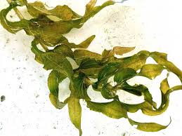 Image result for Potamogeton richardii