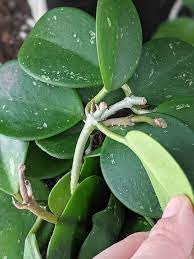 Pin On Home Plant Propagation