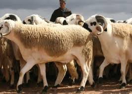 En l'honneur de l'aïd el kébir notre société propose la mise en place d'un abattoir éphémère pour vous permettre de passer de bonnes fêtes avec des agneaux de qualité. Aid Al Adha 2021 Archives Almghribalarabi