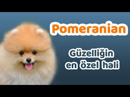 Pomeranian Irkinin Yuz Yapisi Tuy Yapisi Renkleri Ve Dikkat Edilmesi Gerekenler Youtube