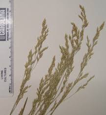 Image result for Poa schimperiana