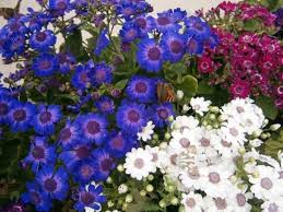 Plant nurseries in europe and the rest of the world. Flower Nurseries 2021 2 Top Things To Do In Kalimpong West Bengal Reviews Best Time To Visit Photo Gallery Hellotravel India