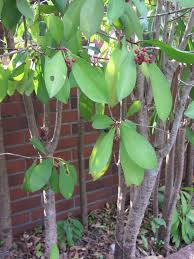 Image result for Ardisia staudtii