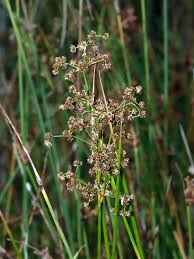 Image result for Fuirena welwitschii