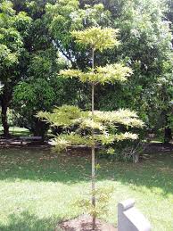 Image result for Terminalia boivinii