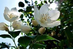 Other articles where arabian jasmine is discussed: Jasmine Flower Meaning Varieties Facts Getatoz