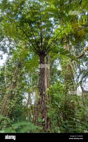 Image result for Cyathea manniana