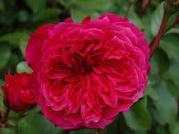 Rosa 'Dunham Massey'