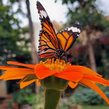 Image result for Tithonia diversifolia