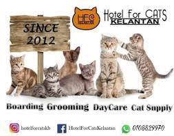 Check spelling or type a new query. Hotel For Cats Kelantan Home Facebook
