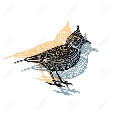 Check spelling or type a new query. Lerche Vogel Zeichen Mit Haube Wuste Vogel Vector Gravierte Darstellung Linolschnitt Haube Lerche Auf Weissem Hintergrund Lizenzfrei Nutzbare Vektorgrafiken Clip Arts Illustrationen Image 59822969