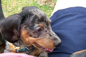 Pin By Corlia De Beer On My Doxy Dachshund Worshond Board Animals Nguni Dogs