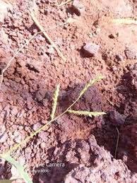 Image result for Urochloa panicoides