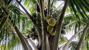 Tips yang perlu diperhatikan dalam menggambar pohon dan manusia : Psikotes Gambar Pohon Kelapa 16