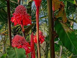 Heliconia Tropical Ginger Bananas And Canna In Costa Rica Travel To Eat Torch Ginger Flower Showy Flowers Heliconia