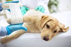 Surgery Services Pricing Access Veterinary Care