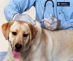 Spay and neuter drive for street dogs in Howrah