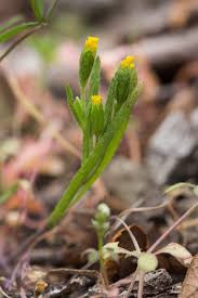 Image result for Microglossa