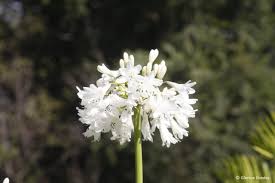 Image result for Agapanthus praecox