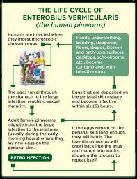 Image result for Pinworm