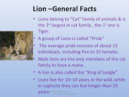 Enjoy our wide range of fun facts animals for kids. All About Lions 30 Fun Interesting Facts For Kids Ppt