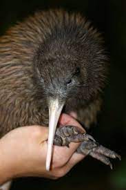 Maybe you would like to learn more about one of these? Fauna Of New Zealand Wikipedia