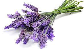 A Greek And Unani Herbal Lavender