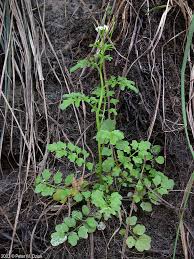 Image result for Cardamine