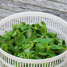 The leaves are hearty enough to stand up to light sautéing in a pan—try wilting them with garlic. Curried Purslane Soup Recipe Real Food Mother Earth News