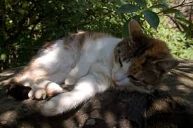Wohnungskatzen hatten den ruf, „komisch zu sein und in der tat schienen die paar wohnungskatzen, die ich kennen lernte irgendwie „fad. Katzen Und Vogel Tipps Fur Garten Und Katzenbesitzer Lbv Gemeinsam Bayerns Natur Schutzen
