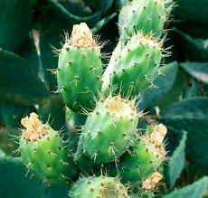 Move the cactus to full sunlight outdoors after two weeks if you eventually plan to plant the cactus outdoors in the ground. How To Easily Root And Propagate A Cactus Step By Step Succulent Plant Care