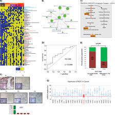 A combination of radiation and chemotherapy can the duck is called luke the leukemia duck and is used to help promote cancer research much in the way a pink ribbon signifies breast cancer, a blue. Epigenetic Loss Of Aox1 Expression Via Ezh2 Leads To Metabolic Deregulations And Promotes Bladder Cancer Progression Oncogene