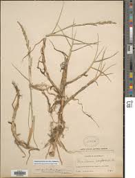 Image result for Setaria geminata