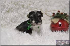 Hypoallergenic Schnauzer Puppies For Sale In Tx Ok Rojos Miniature Schnauzers Schnauzer Puppy Miniature Schnauzer Puppies For Sale