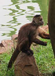 Capuchins live in trees in the forests of south and central america. Wedge Capped Capuchin Wikipedia