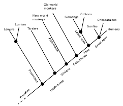 Difference Between Cladogram And Dichotomous Key Compare The Difference Between Similar Terms