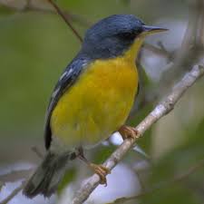 Small Brown Bird With No Tail Feathers Wood Warblers Archives Bird Watcher S Digest Beautiful Birds Identifying Birds Bird