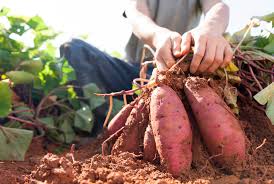 Sep 18, 2015 · keep soil over the potatoes to prevent sunlight from turning them green. When To Harvest Potatoes Kellogg Garden Organics